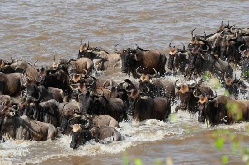 Best time to visit Masai Mara Great Migration Kenya guide